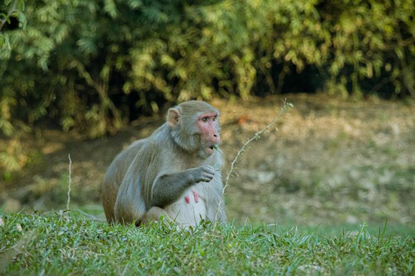 Découvrez les bienfaits des compléments alimentaires novoma